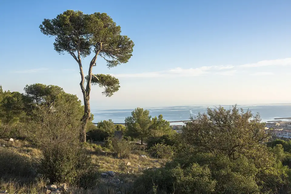Pin d'Alep (Pinus halepensis)