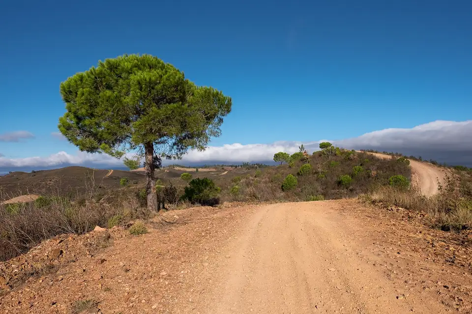 Pin pignon / parassol, photo de l'espèce