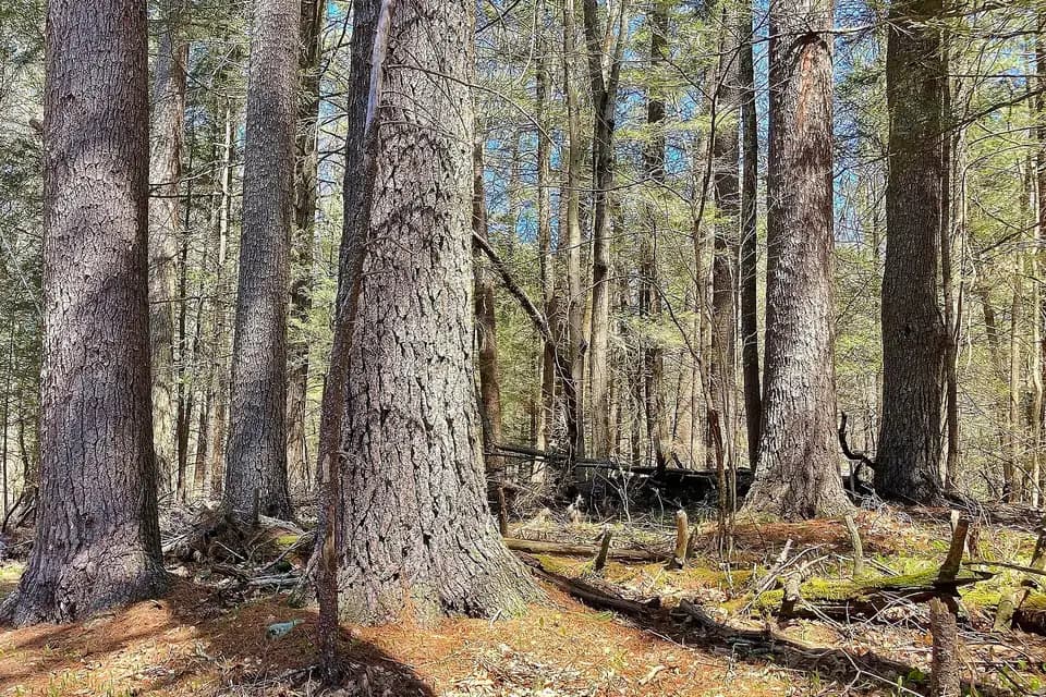 Pin Weymouth (Pinus strobus)