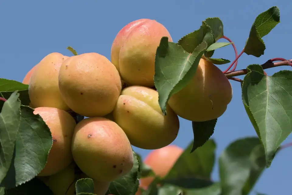 Abricotier (Prunus armeniaca)
