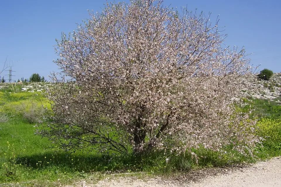 Amandier (Prunus dulcis)