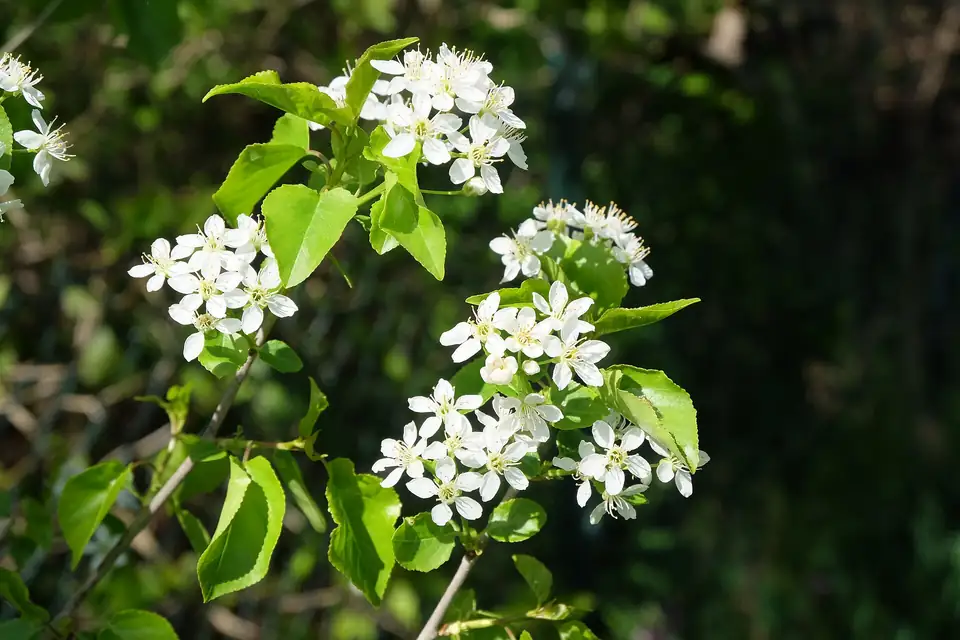 Cerisier de Sainte Lucie, species photo
