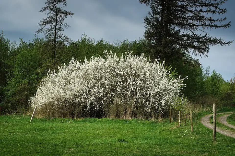 Prunellier, species photo
