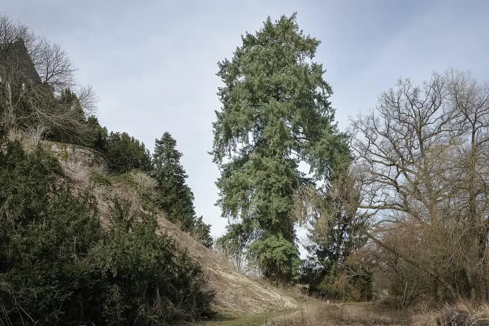 Douglas (Pseudotsuga menziesii)