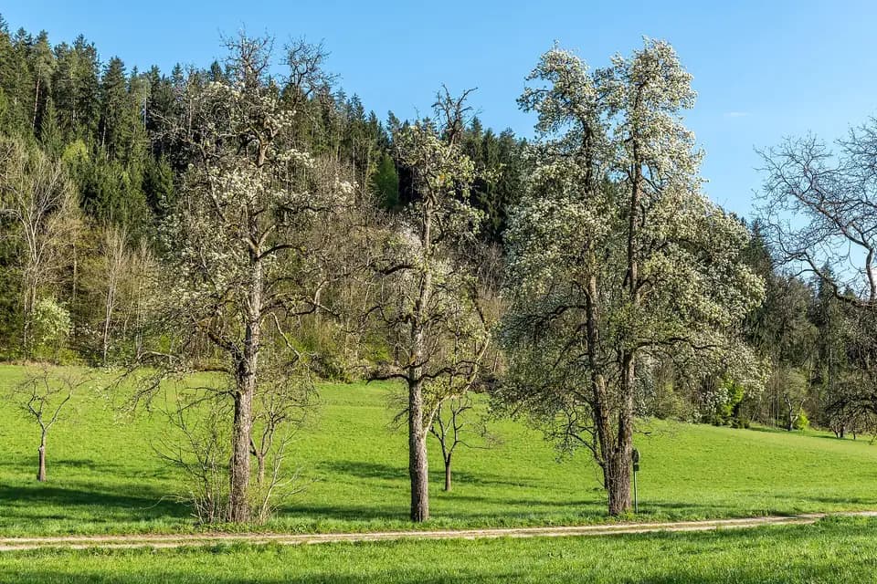 Poirier sauvage, photo de l'espèce