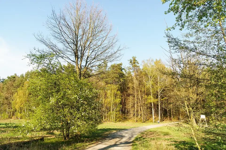 Poirier sauvage (Pyrus pyraster)