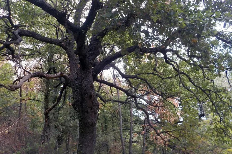 Chêne chevelu (Quercus cerris)