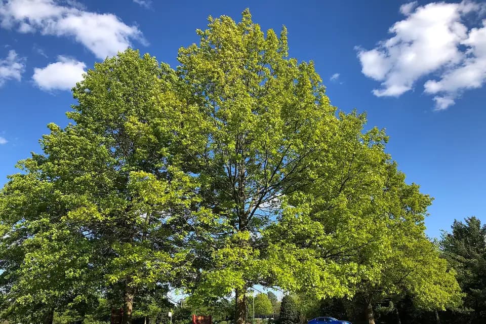 Chêne des marais (Quercus palustris)