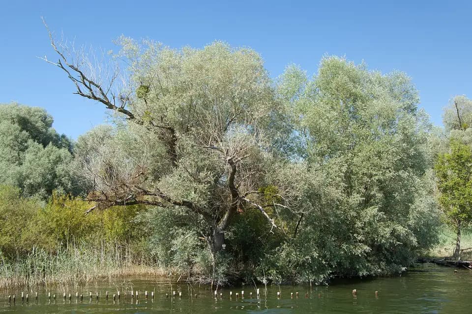 Saule blanc (Salix alba)