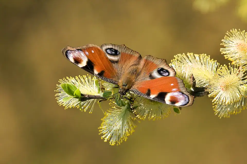 Saule marsault, species photo