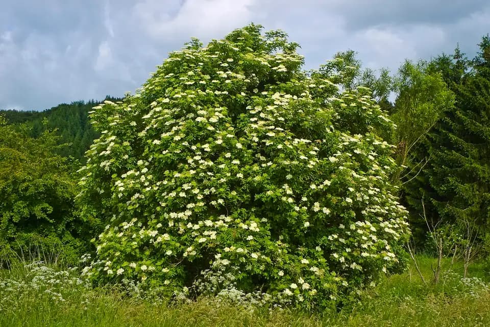 Sureau noir (Sambucus nigra)