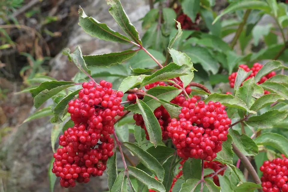 Sureau à grappes (Sambucus racemosa)