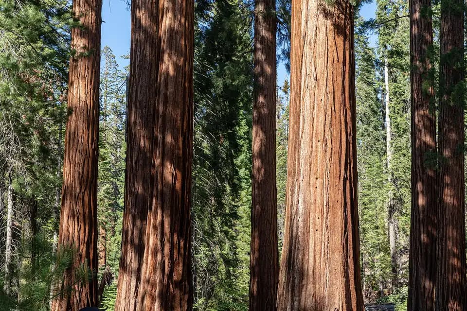 Séquoia géant (Sequoiadendron giganteum)