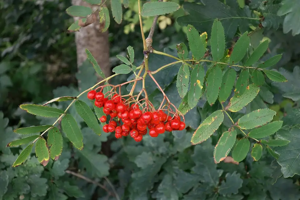Sorbier des oiseleurs, photo de l'espèce