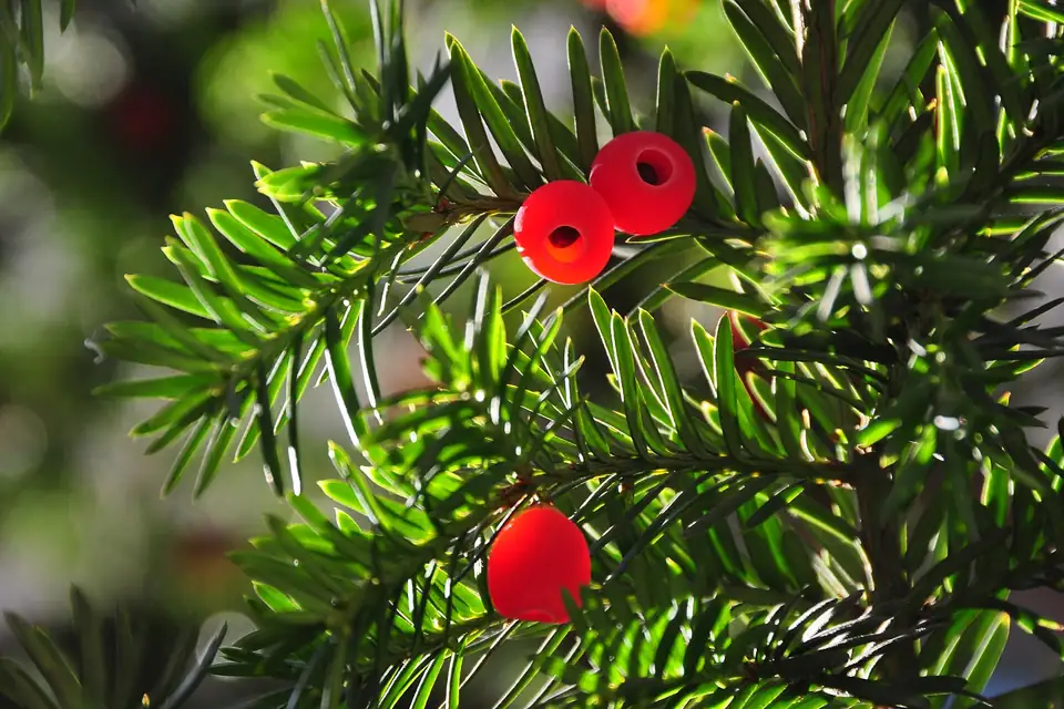 If commun (Taxus baccata)