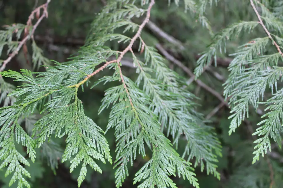Thuya géant, species photo