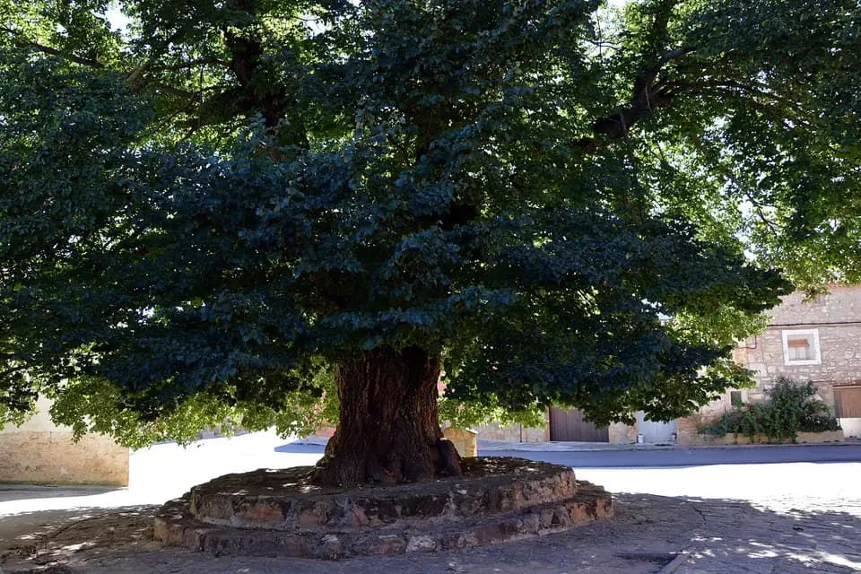 Orme champêtre (Ulmus minor)
