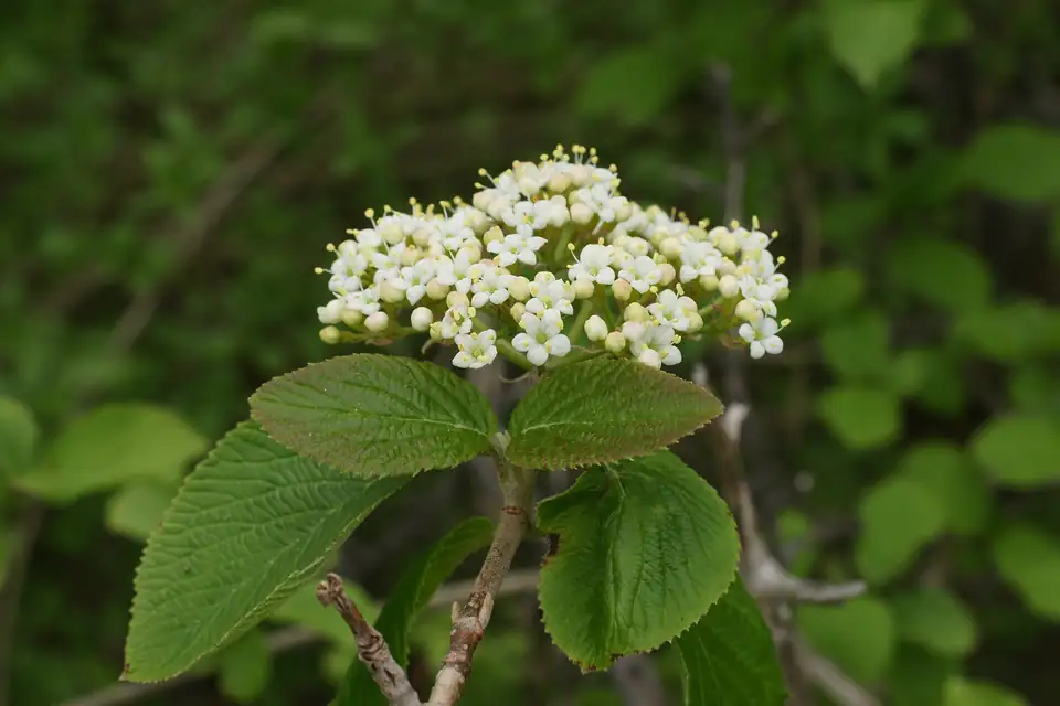 Viorne lantane (Viburnum lantana)