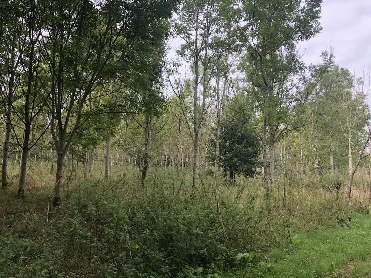 le bois de la grande piece — photo 1