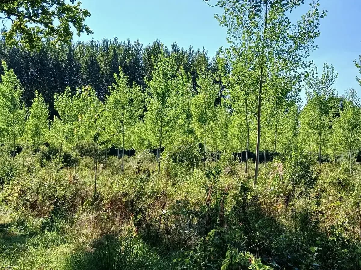 le bois du tilleul — photo 1