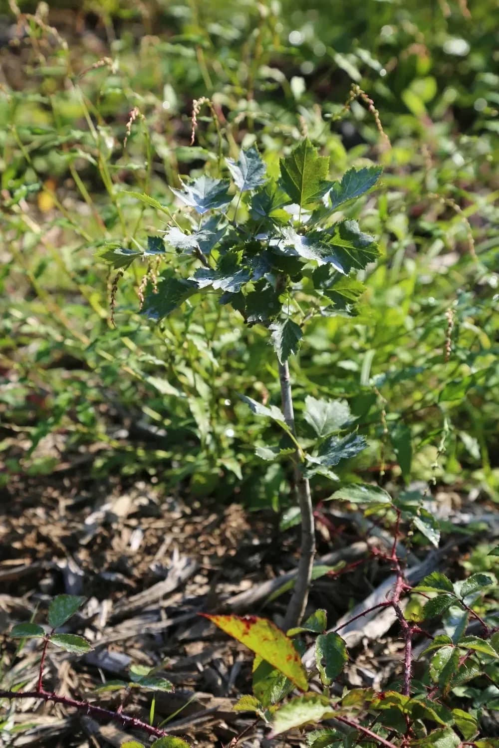 le rond bois de la folie — photo 1
