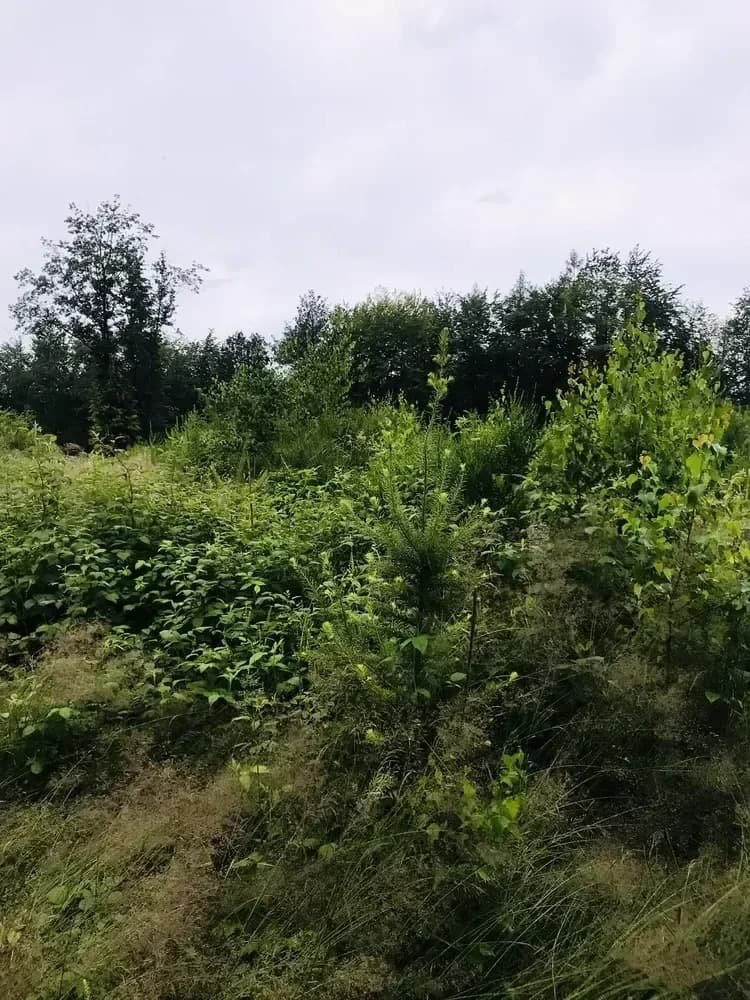le bois de wahlenberg — photo 1