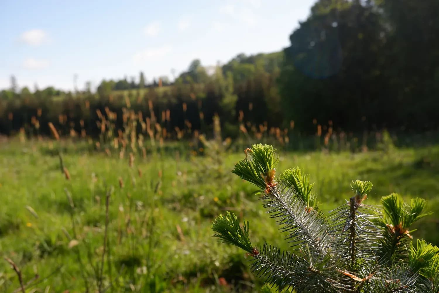 le bois de la bruyere — photo 1