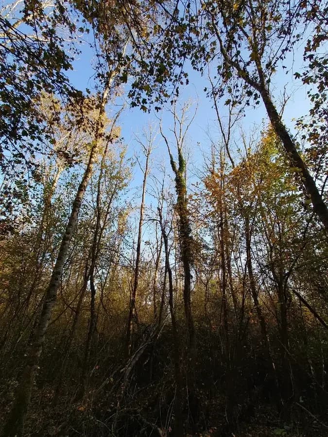 le bois des petites charmes — photo 1