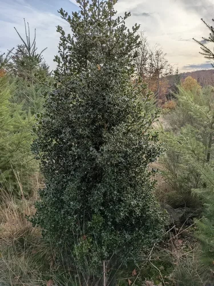 le bois des marcioux — photo 1