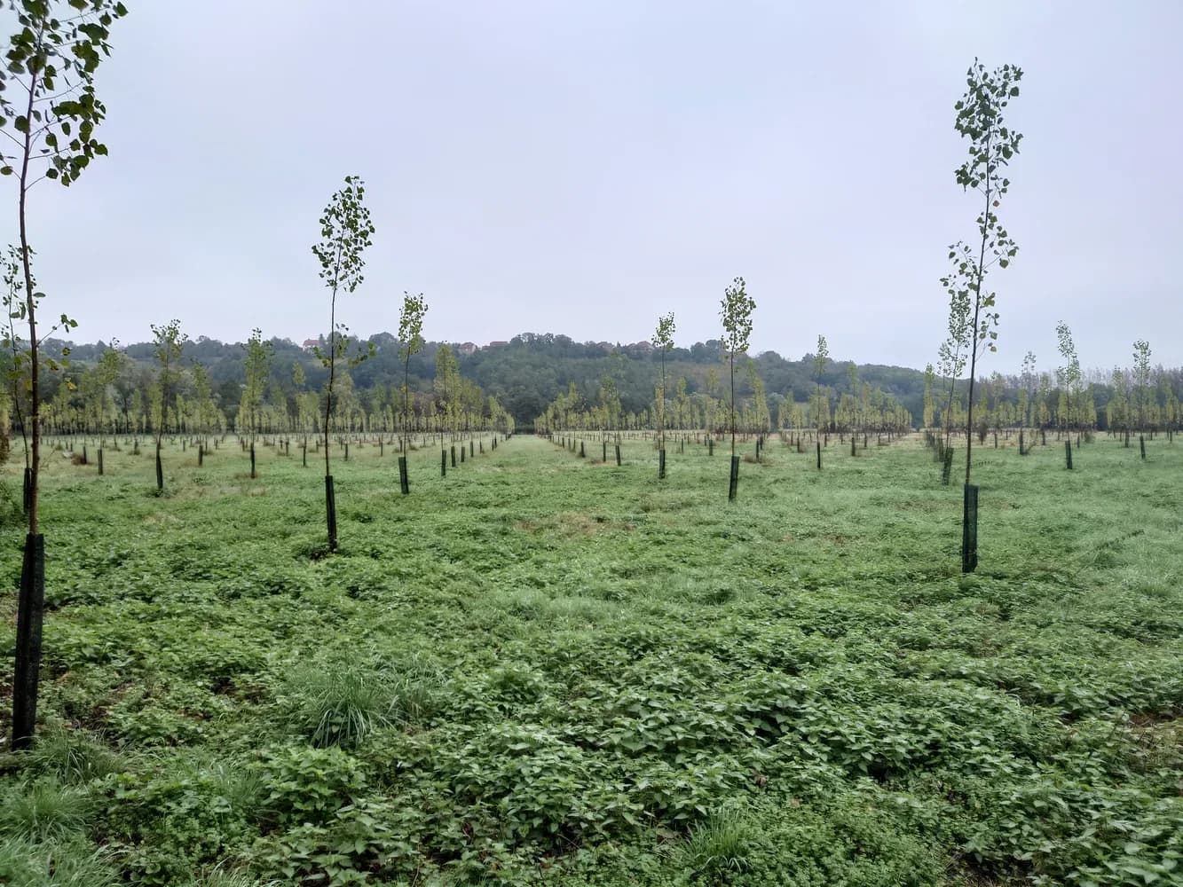 le bois de l etang — photo 1