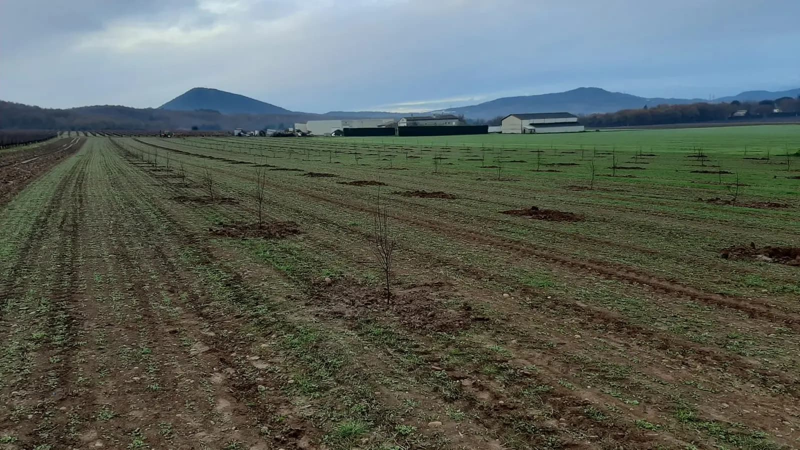 Les vergers de Châteauneuf : rangées de jeunes pommiers et poiriers après la plantation, décembre 2020