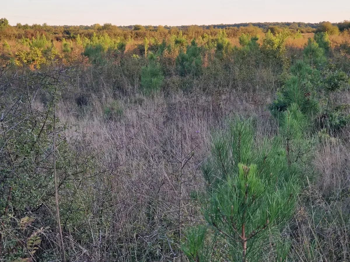Le bois Joubert, photo 4 du projet