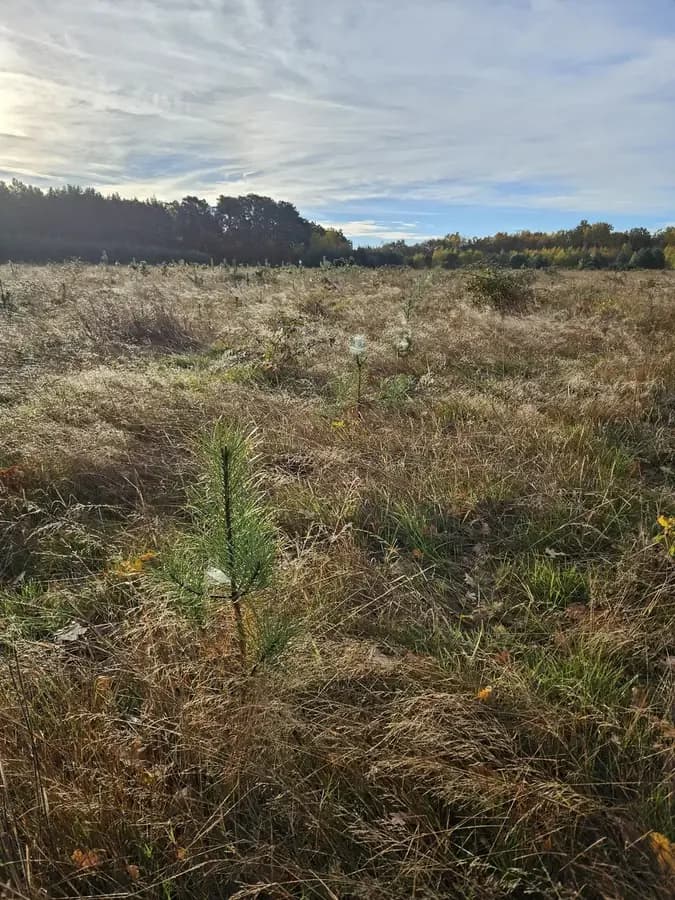 le bois de l etang neuf — photo 1
