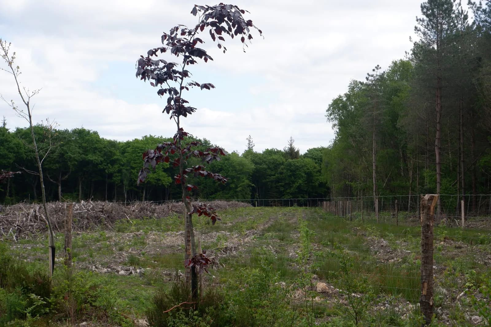 Le bois de Saint-Clair : jeune plant au milieu de la parcelle reboisée, mai 2022