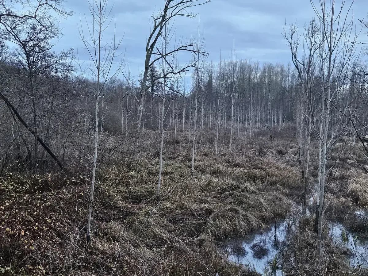 le bois de l harmenault — photo 1