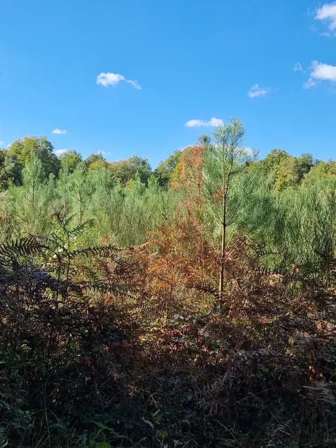 le bois des grands bocquessons — photo 1