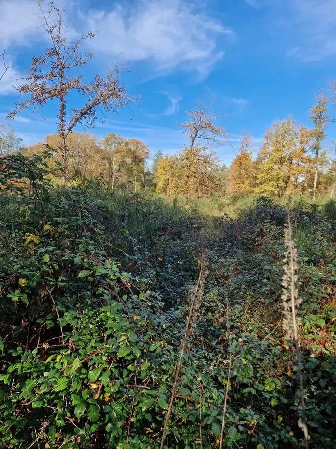 le bois du parc — photo 1