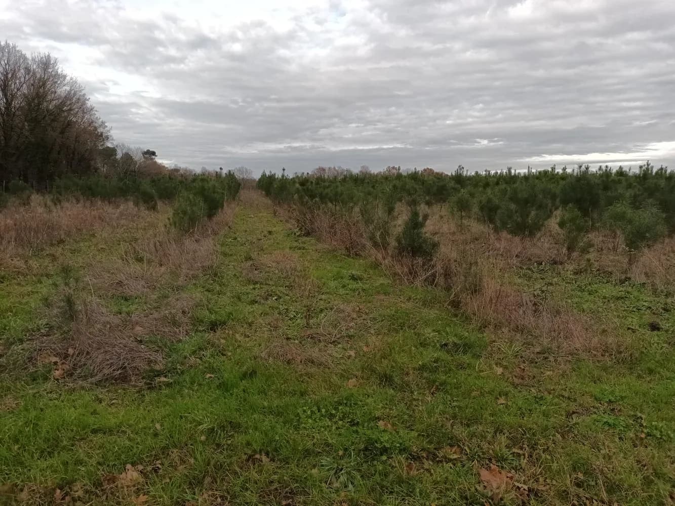 le bois de la corne de cerf — photo 1