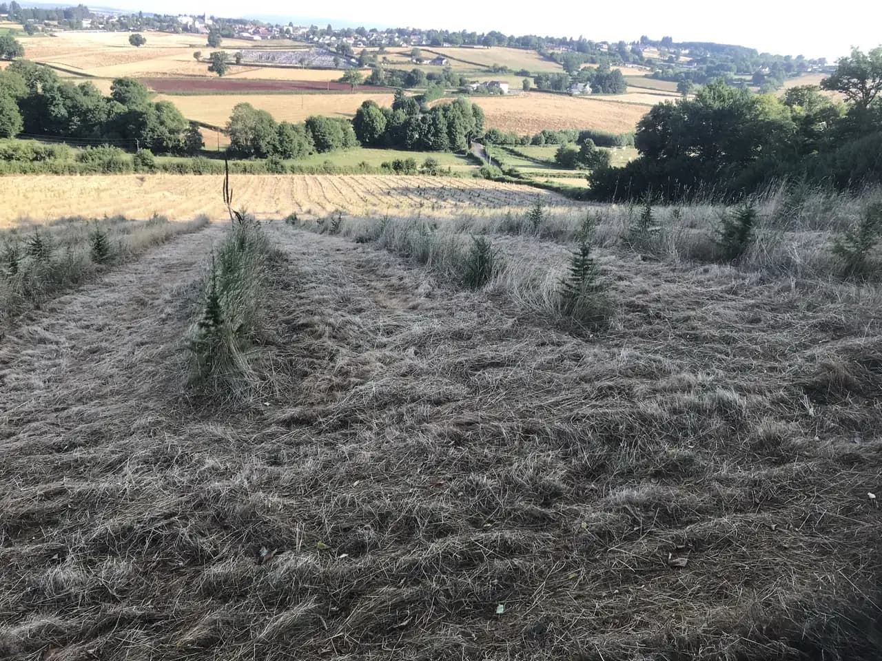 Le bois de la Vernée : jeunes résineux alignés sur la parcelle boisée, juillet 2025