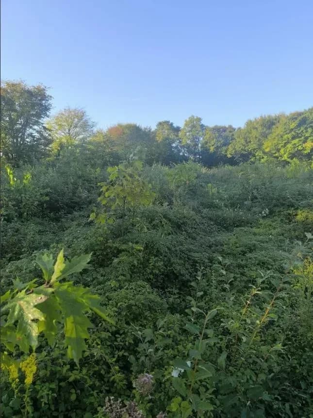 le bois de crussole — photo 1