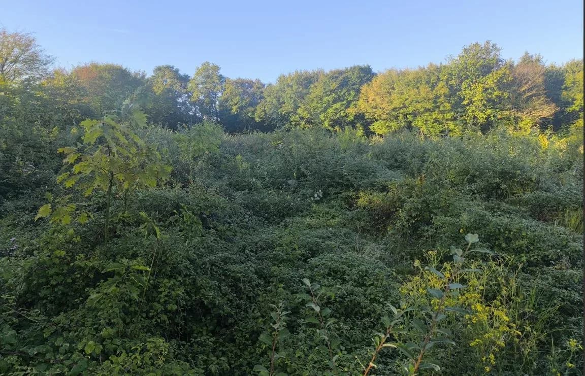 Le bois de Crussole, photo 2 du projet