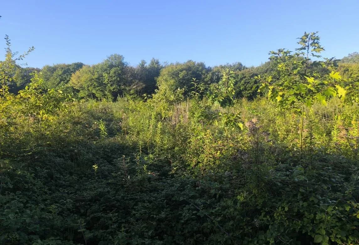 Le bois de Crussole, photo 3 du projet