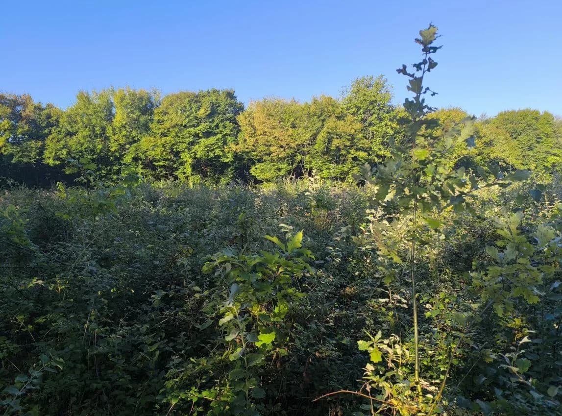 Le bois de Crussole, photo 4 du projet