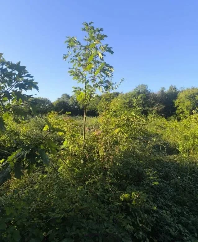 Le bois de Crussole, photo 5 du projet