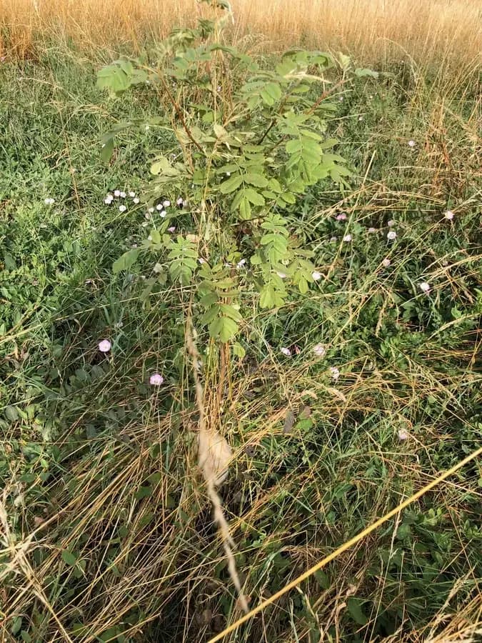 le bois de la clef — photo 1