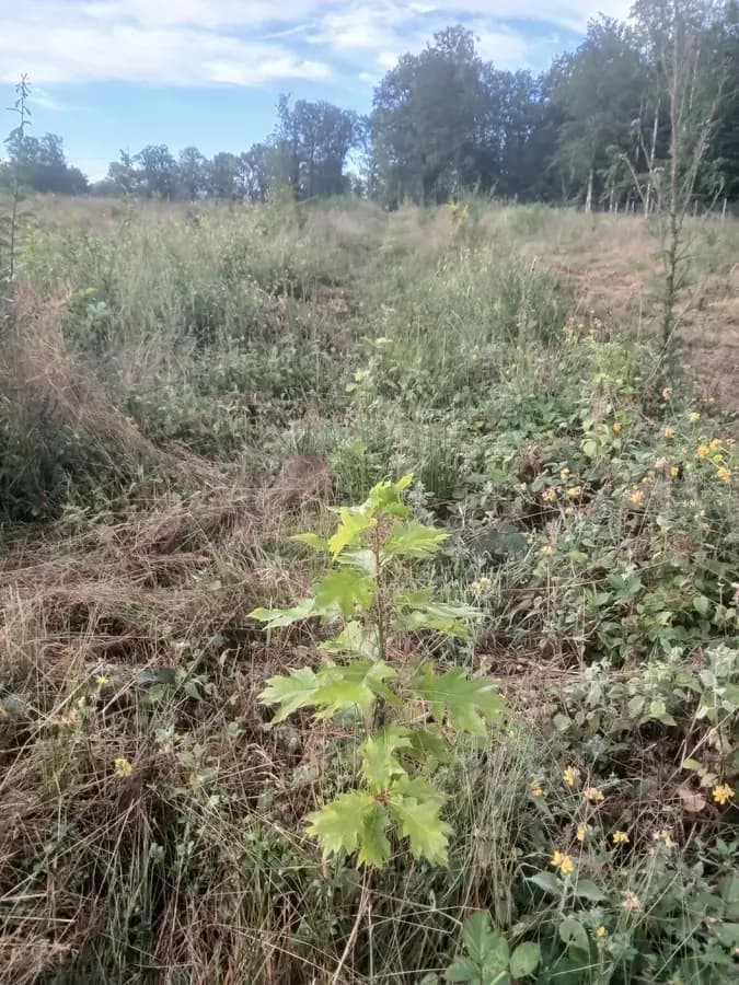le bois des limons — photo 1