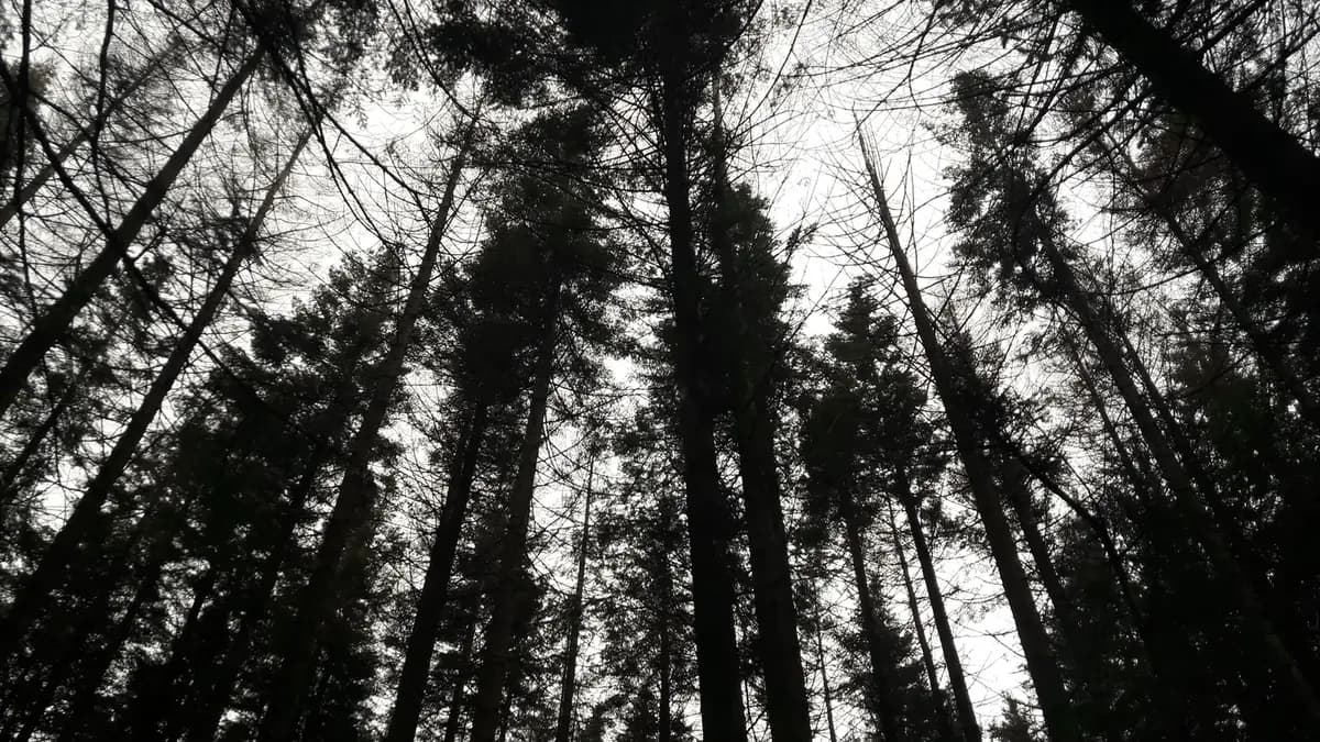 le bois de bernicot — photo 1