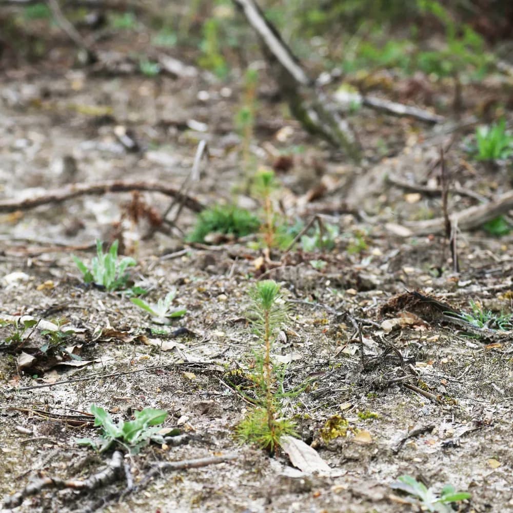 le bois de la nere — photo 1