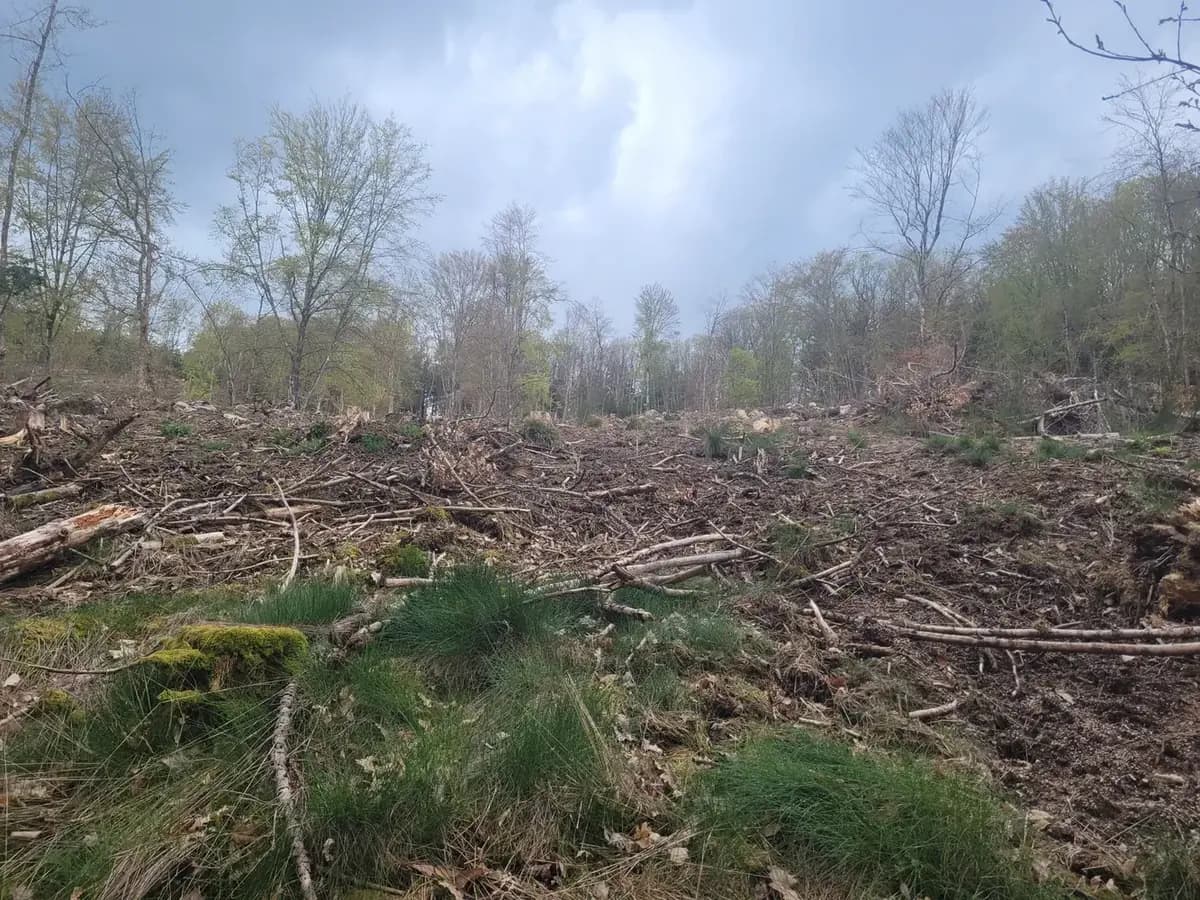 le bois de l etang des merles — photo 1