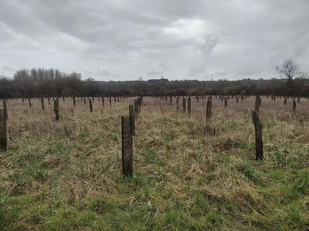 le bois de la fauquerie — photo 1